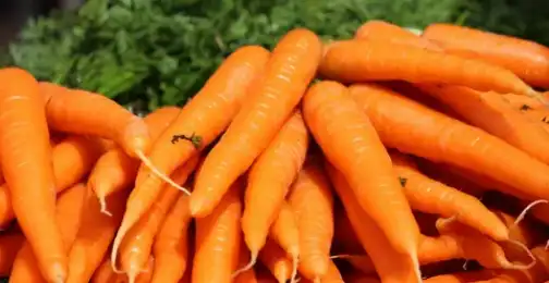 Is beta carotene more polar than chlorophyll?